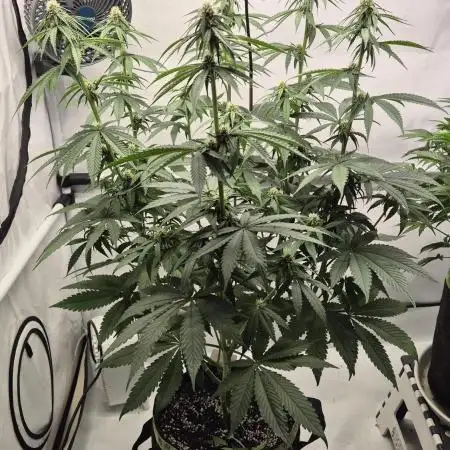 Kekse aus den Tropen