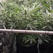 Kannabias Cherry Dream