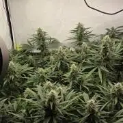 Kannabias Cherry Dream