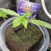 Eternity Grow Cup 2026