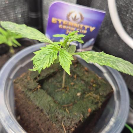 Eternity Grow Cup 2026