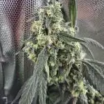 ShopSeedsNotBombs