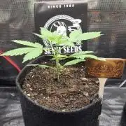 CCG / Sensi Malibu OG Gold