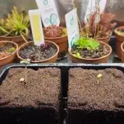 Tropisches Gift Teil 3
