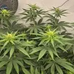 Kekse aus den Tropen