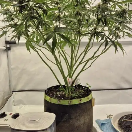 Die Grower und das Biest