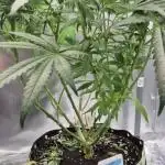 Kush für Karen