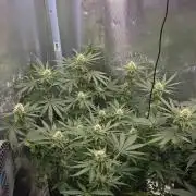 Afghan Noir