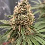T.H.Seeds Bubble Banana Gum