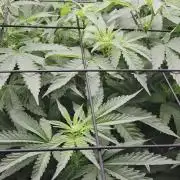 Kannabias Karibbean Mango