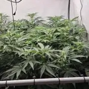 Kannabias Karibbean Mango