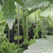 Kannabias Karibbean Mango