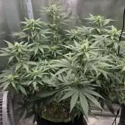 Kannabia Sunset Sherbet Go Fast