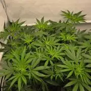 CCG / Sensi Malibu OG Gold