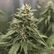 Kannabia Sunset Sherbet Go Fast