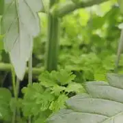 Kannabias Cherry Dream
