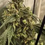 ShopSeedsNotBombs