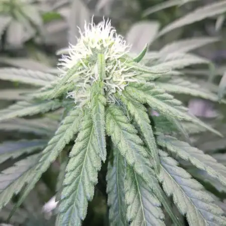 Kush für Karen