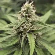 Kannabia Sunset Sherbet Go Fast