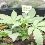 T.H.Seeds Bubble Banana Gum
