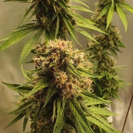 Kekse aus den Tropen