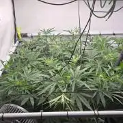 Kannabias Cherry Dream