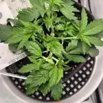 Kush für Karen
