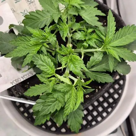 Kush für Karen