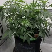 CCG / Sensi Malibu OG Gold