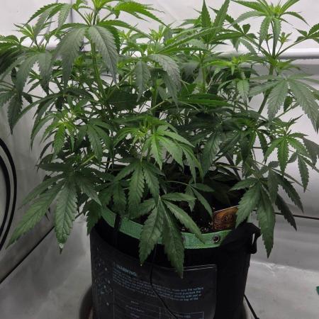 CCG / Sensi Malibu OG Gold