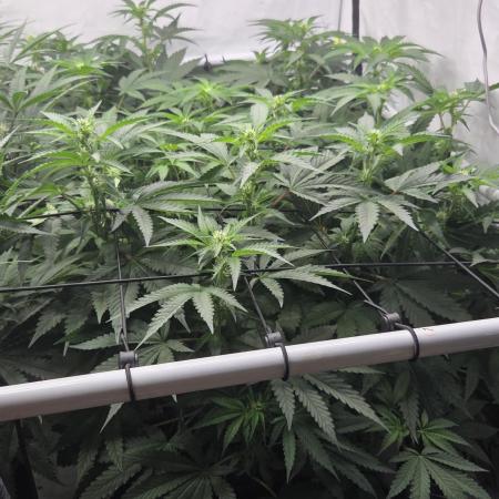 Kannabias Karibbean Mango