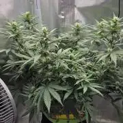 Kannabia Sunset Sherbet Go Fast