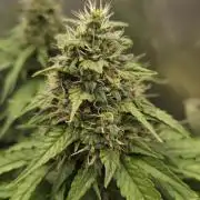 Kannabia Sunset Sherbet Go Fast