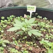 T.H.Seeds Bubble Banana Gum