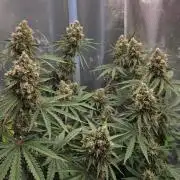 T.H.Seeds Bubble Banana Gum