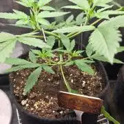 CCG / Sensi Malibu OG Gold