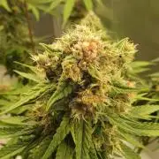 Kekse aus den Tropen