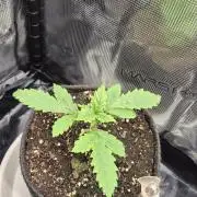 Lazyboyseeds Baked in Hossegor