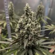 Kannabia Candy Cream Go Fast