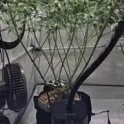 CCG / Sensi Malibu OG Gold