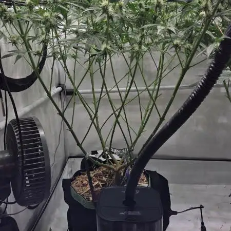 CCG / Sensi Malibu OG Gold