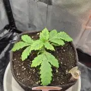 Lazyboyseeds Baked in Hossegor