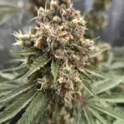 T.H.Seeds Bubble Banana Gum