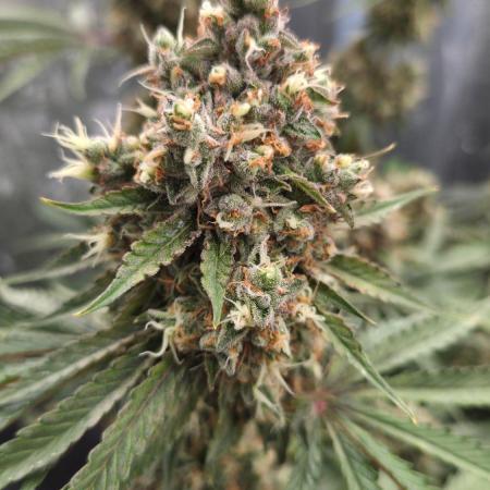 T.H.Seeds Bubble Banana Gum