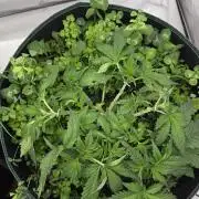 Kannabias Cherry Dream
