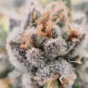 Gorillamelon (Pringles-Cup)