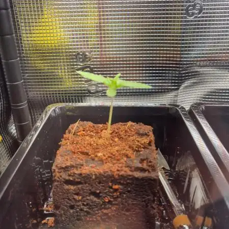 Melonenbogen!