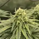Kush für Karen