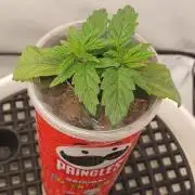 Gorillamelon (Pringles-Cup)