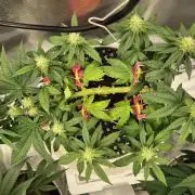 Gorillamelon (Pringles-Cup)